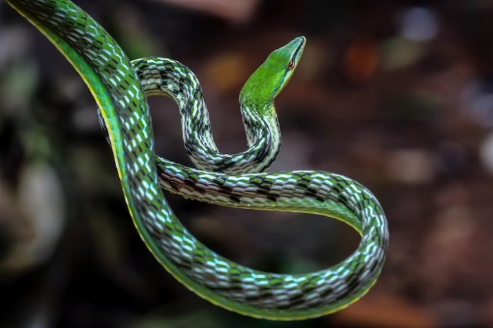 Sonhar com Cobra: Significado Espiritual Completo por Cor e Contexto